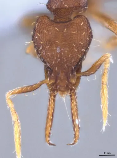 Strumigenys gundlachi specimen ANTWEB1053268 image antweb1053268_3