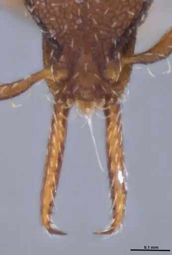 Strumigenys gundlachi specimen ANTWEB1053268 image antweb1053268_4