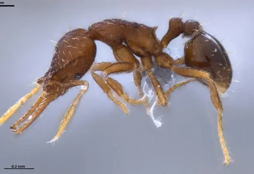 Strumigenys gundlachi specimen ANTWEB1053268 image antweb1053268_5