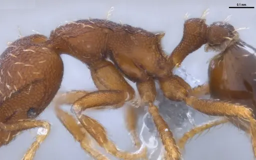 Strumigenys gundlachi specimen ANTWEB1053268 image antweb1053268_6