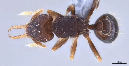 Strumigenys gundlachi specimen ANTWEB1053269 image antweb1053269_1