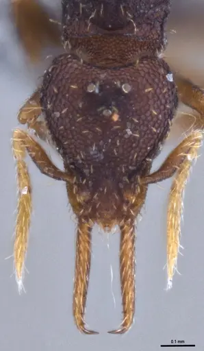 Strumigenys gundlachi specimen ANTWEB1053269 image antweb1053269_3