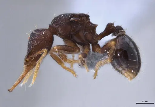 Strumigenys gundlachi specimen ANTWEB1053269 image antweb1053269_4