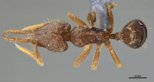 Strumigenys gundlachi specimen ANTWEB1053439 image antweb1053439_1