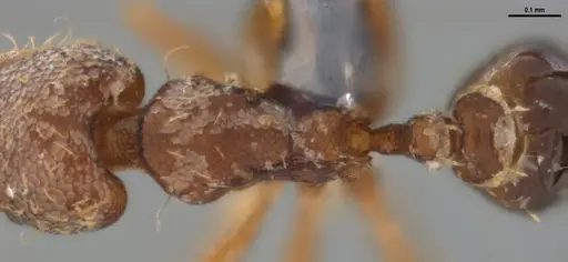 Strumigenys gundlachi specimen ANTWEB1053439 image antweb1053439_2