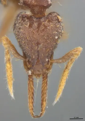 Strumigenys gundlachi specimen ANTWEB1053439 image antweb1053439_3
