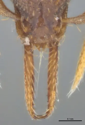Strumigenys gundlachi specimen ANTWEB1053439 image antweb1053439_4