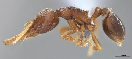 Strumigenys gundlachi specimen ANTWEB1053439 image antweb1053439_5