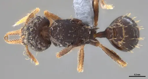 Strumigenys gundlachi specimen ANTWEB1053441 image antweb1053441_1