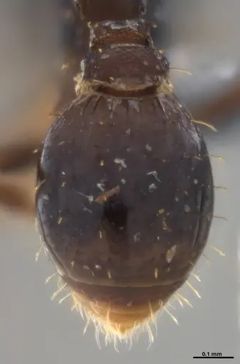 Strumigenys gundlachi specimen ANTWEB1053441 image antweb1053441_2