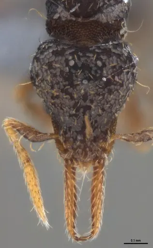 Strumigenys gundlachi specimen ANTWEB1053441 image antweb1053441_3