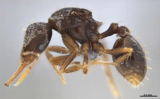 Strumigenys gundlachi specimen ANTWEB1053441 image antweb1053441_4