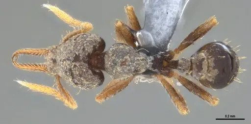 Strumigenys gundlachi specimen ANTWEB1053442 image antweb1053442_1