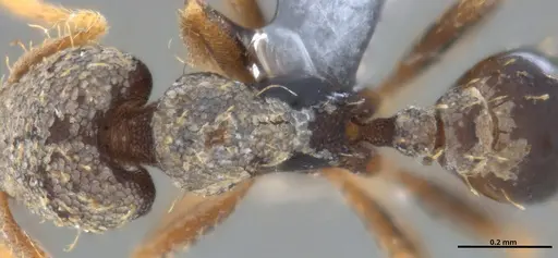 Strumigenys gundlachi specimen ANTWEB1053442 image antweb1053442_2