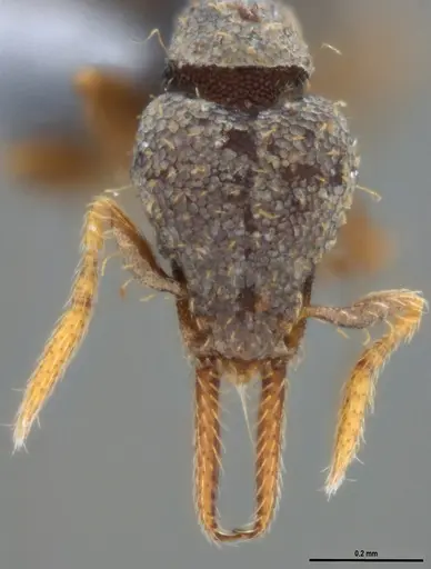 Strumigenys gundlachi specimen ANTWEB1053442 image antweb1053442_3