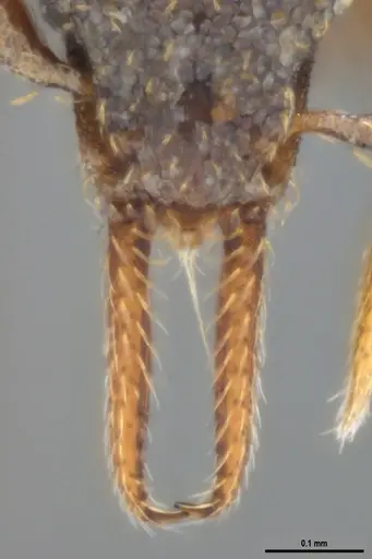 Strumigenys gundlachi specimen ANTWEB1053442 image antweb1053442_4