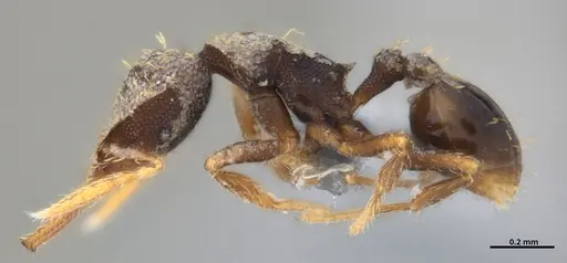 Strumigenys gundlachi specimen ANTWEB1053442 image antweb1053442_5