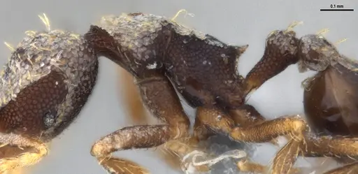 Strumigenys gundlachi specimen ANTWEB1053442 image antweb1053442_6