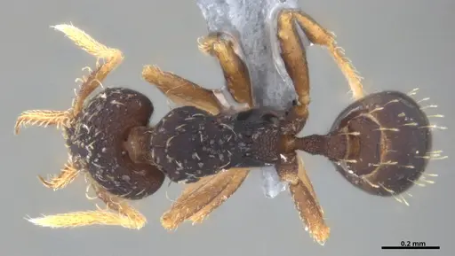 Strumigenys gundlachi specimen ANTWEB1053444 image antweb1053444_1