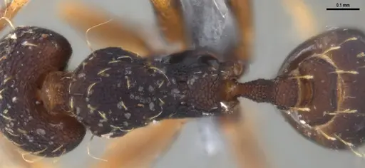 Strumigenys gundlachi specimen ANTWEB1053444 image antweb1053444_2