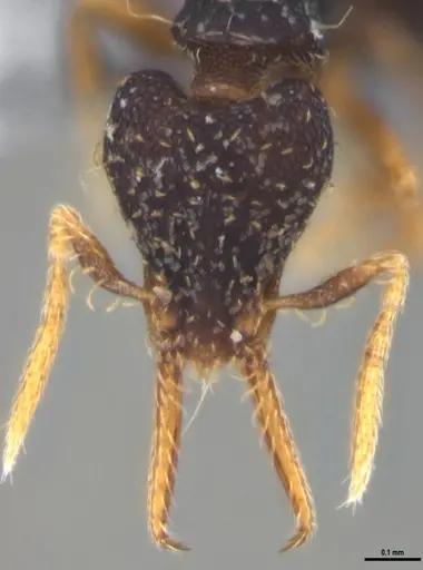 Strumigenys gundlachi specimen ANTWEB1053444 image antweb1053444_3