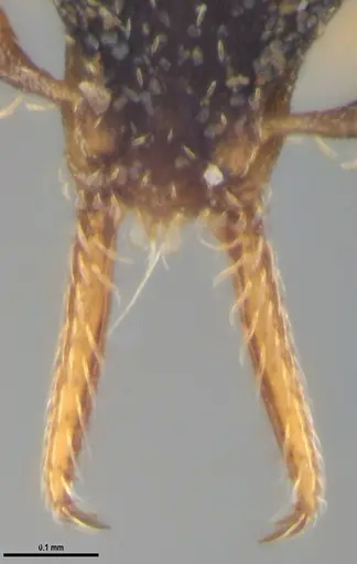 Strumigenys gundlachi specimen ANTWEB1053444 image antweb1053444_4