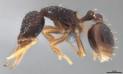 Strumigenys gundlachi specimen ANTWEB1053444 image antweb1053444_5