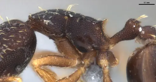 Strumigenys gundlachi specimen ANTWEB1053444 image antweb1053444_6