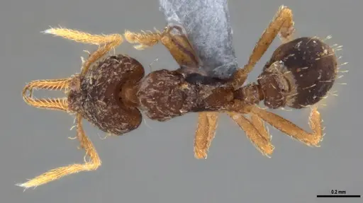 Strumigenys gundlachi specimen ANTWEB1053445 image antweb1053445_1