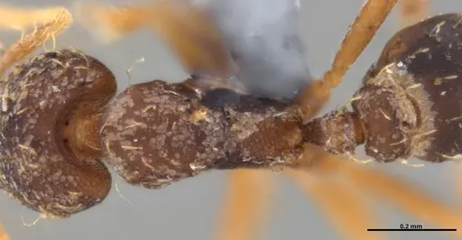 Strumigenys gundlachi specimen ANTWEB1053445 image antweb1053445_2