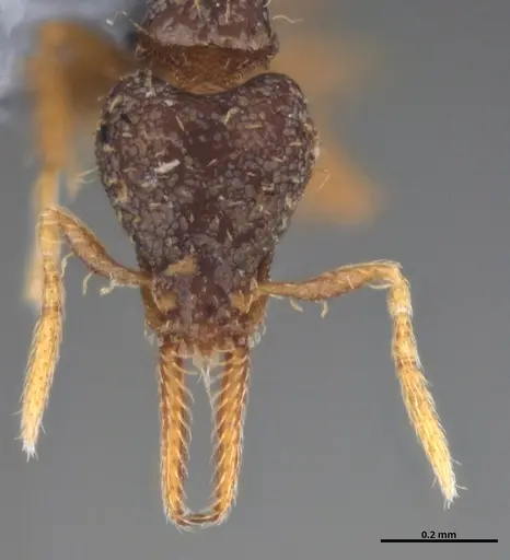 Strumigenys gundlachi specimen ANTWEB1053445 image antweb1053445_3