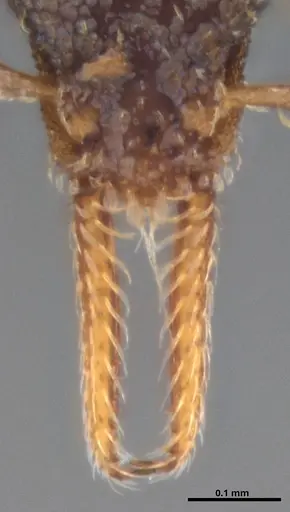 Strumigenys gundlachi specimen ANTWEB1053445 image antweb1053445_4