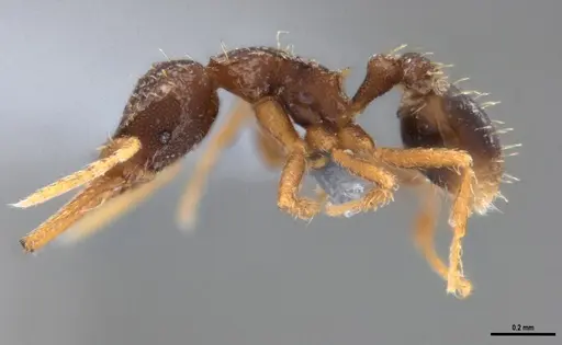 Strumigenys gundlachi specimen ANTWEB1053445 image antweb1053445_5