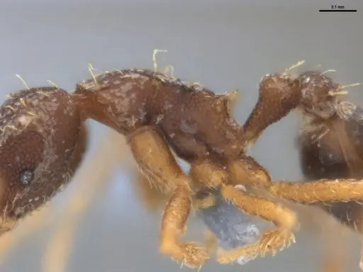 Strumigenys gundlachi specimen ANTWEB1053445 image antweb1053445_6