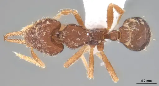 Strumigenys gundlachi specimen ANTWEB1053516 image antweb1053516_1