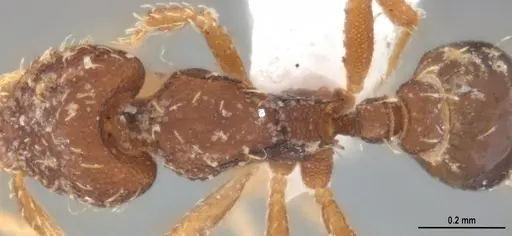 Strumigenys gundlachi specimen ANTWEB1053516 image antweb1053516_2