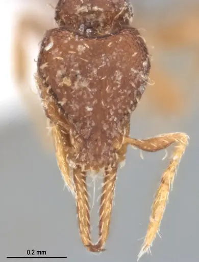 Strumigenys gundlachi specimen ANTWEB1053516 image antweb1053516_3