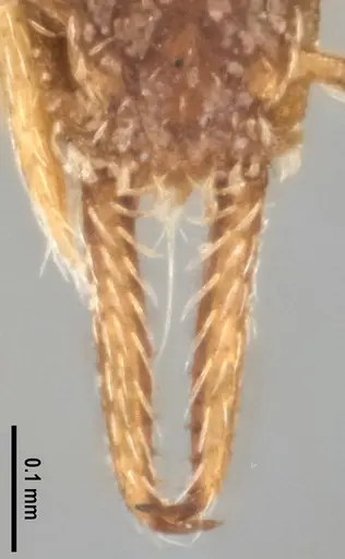 Strumigenys gundlachi specimen ANTWEB1053516 image antweb1053516_4