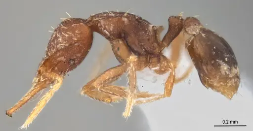 Strumigenys gundlachi specimen ANTWEB1053516 image antweb1053516_5
