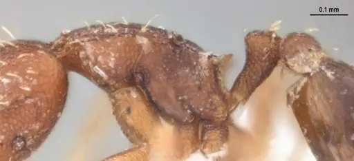 Strumigenys gundlachi specimen ANTWEB1053516 image antweb1053516_6