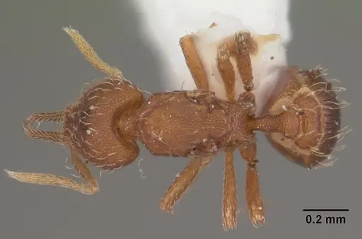 Strumigenys gundlachi specimen CASENT0103799 image casent0103799_1