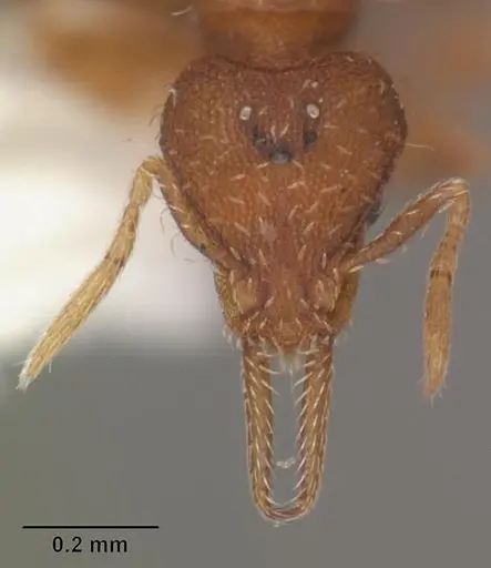 Strumigenys gundlachi specimen CASENT0103799 image casent0103799_2