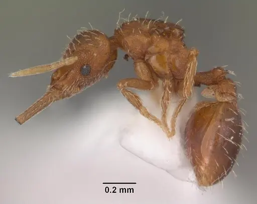 Strumigenys gundlachi specimen CASENT0103799 image casent0103799_3