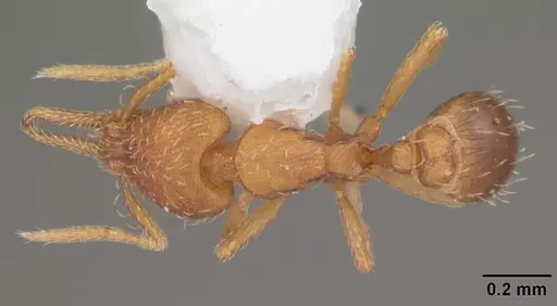 Strumigenys gundlachi specimen CASENT0103867 image casent0103867_1