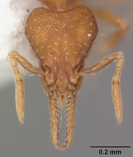 Strumigenys gundlachi specimen CASENT0103867 image casent0103867_2