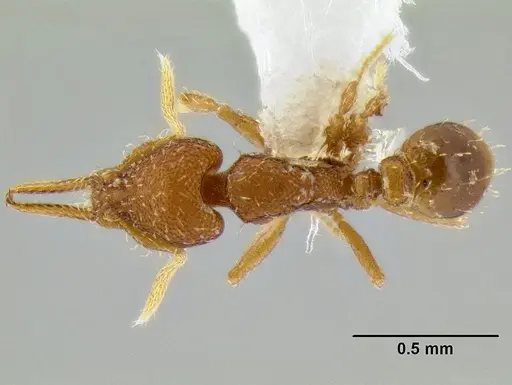 Strumigenys gundlachi specimen CASENT0106238 image casent0106238_1