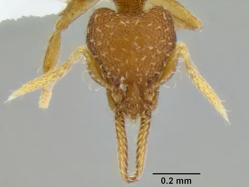 Strumigenys gundlachi specimen CASENT0106238 image casent0106238_2