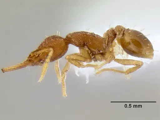 Strumigenys gundlachi specimen CASENT0106238 image casent0106238_3