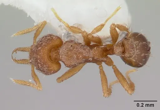 Strumigenys gundlachi specimen CASENT0178639 image casent0178639_1