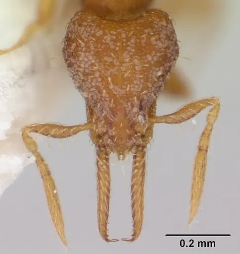 Strumigenys gundlachi specimen CASENT0178639 image casent0178639_2